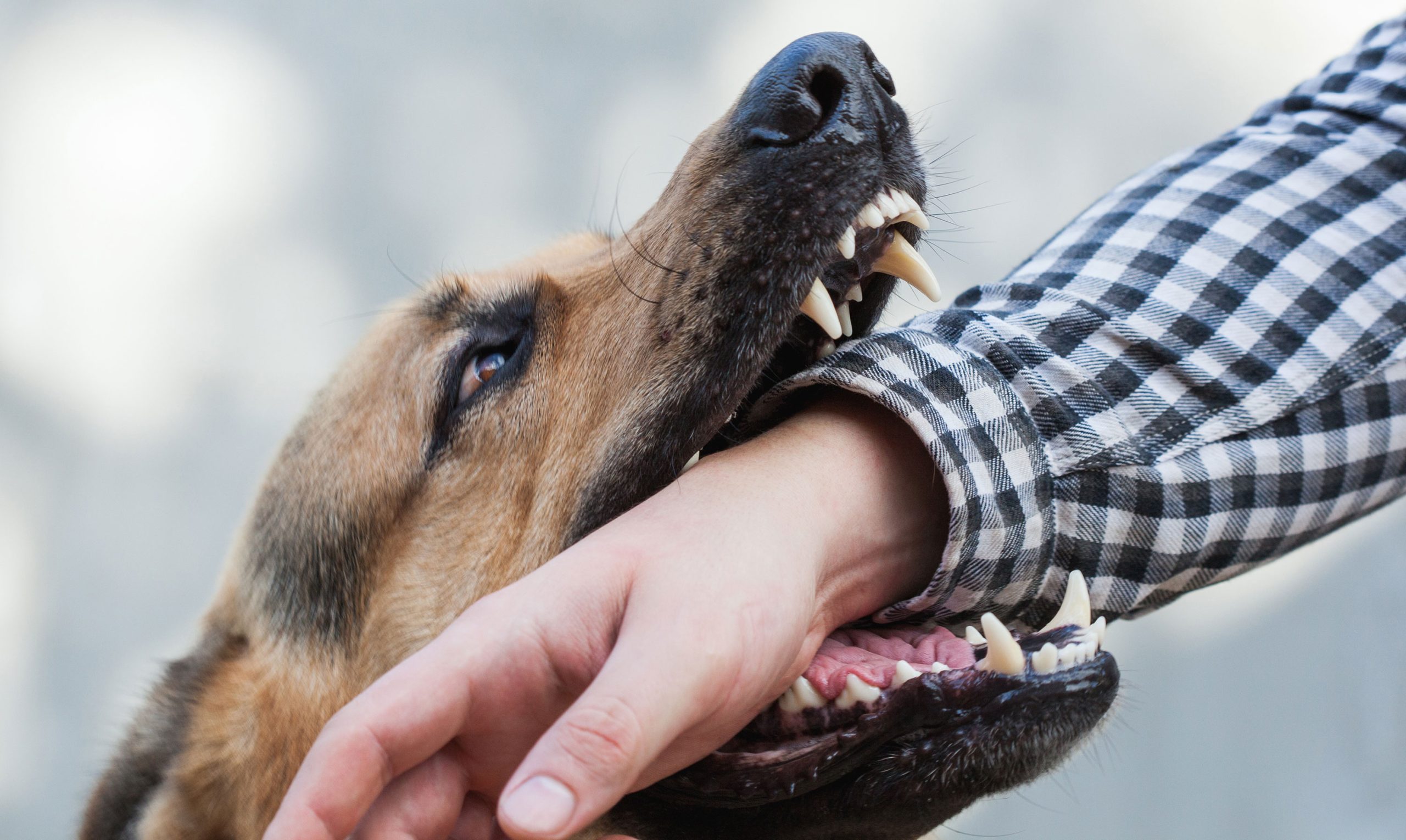 Wayne Hardee Law Greenville NC Animal Attack Injury Attorney