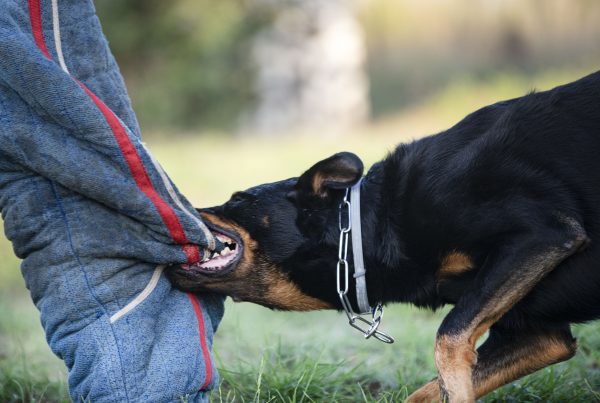 sheepdog from Beauce training in the nature for security