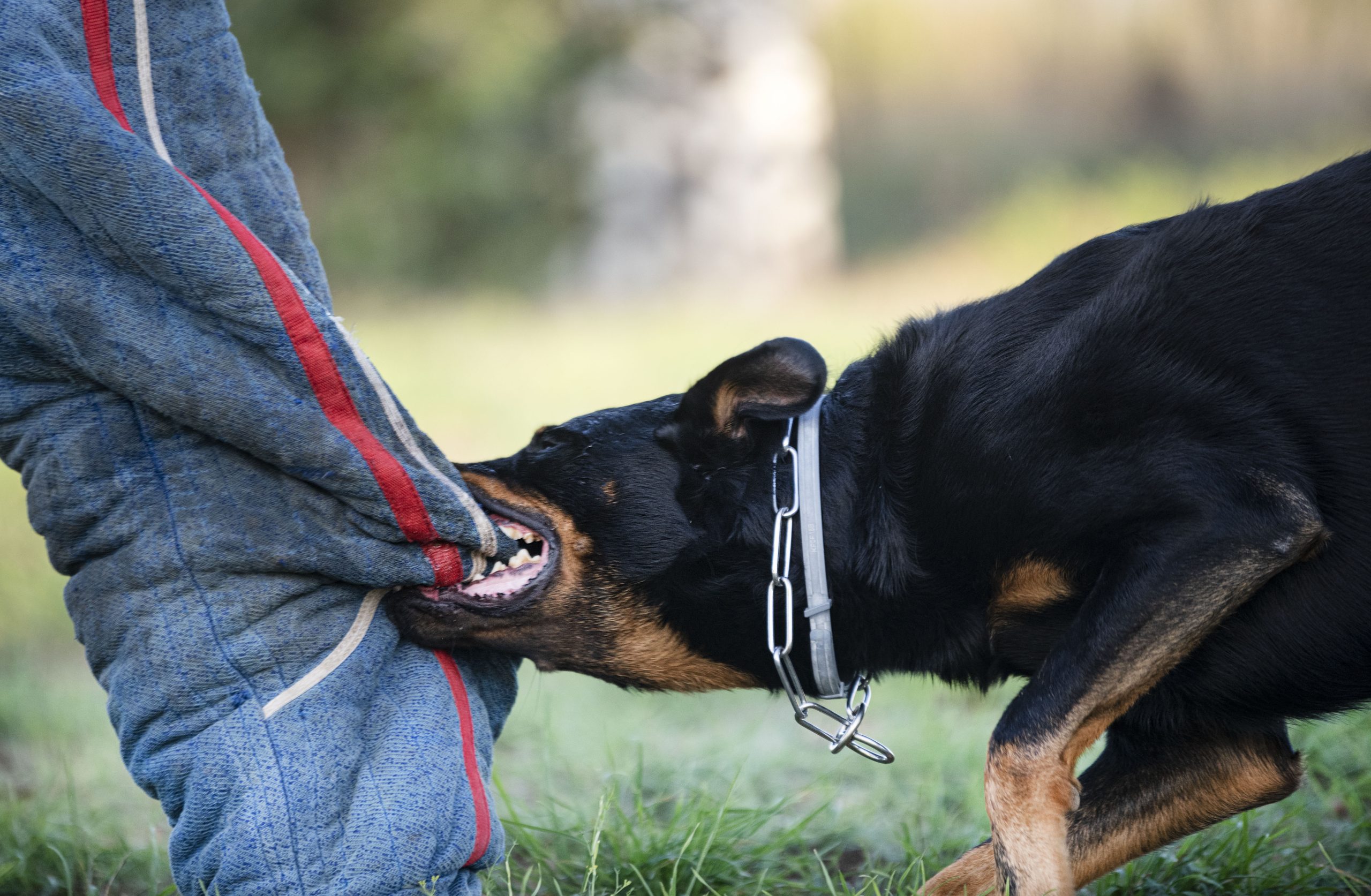 sheepdog from Beauce training in the nature for security